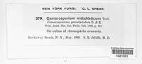 Amarenomyces ammophilae image